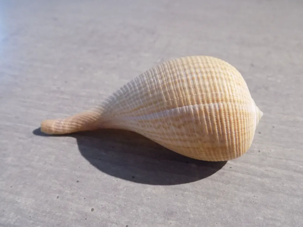 DSCN2954.webp
