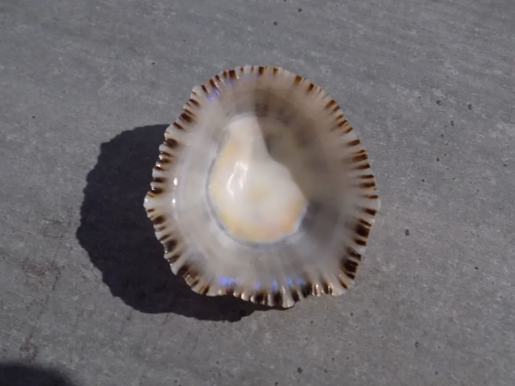 DSCN2979.webp