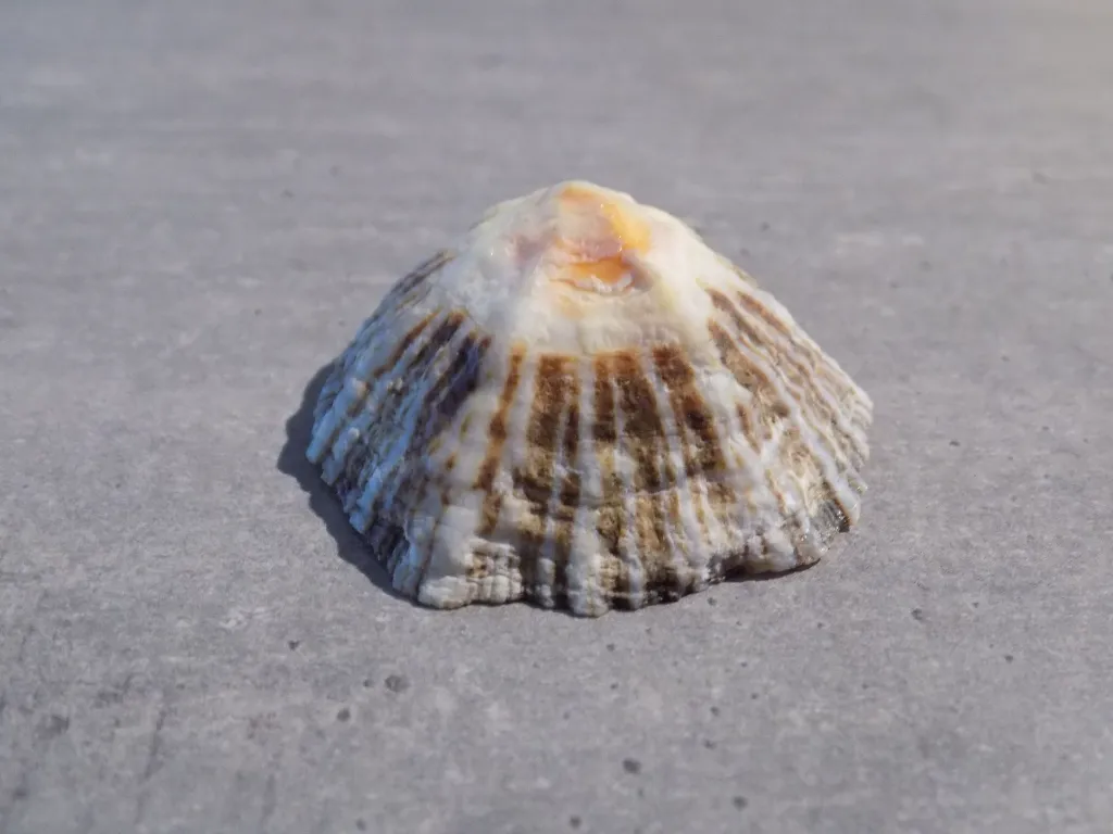DSCN2980.webp
