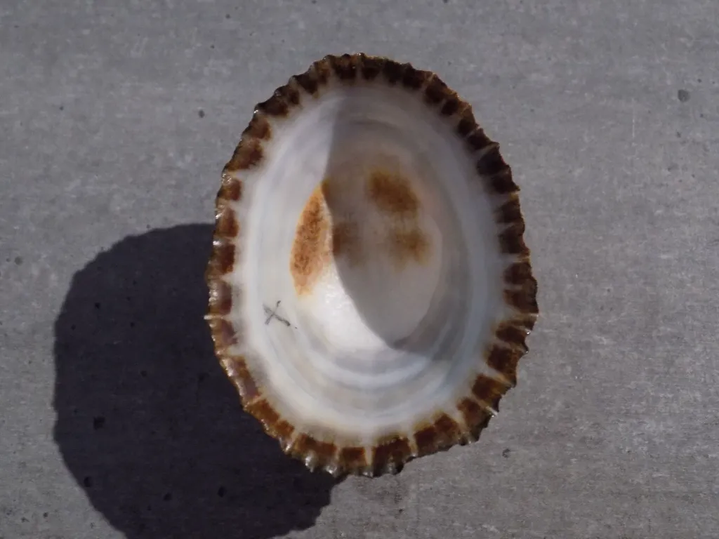 DSCN2983.webp
