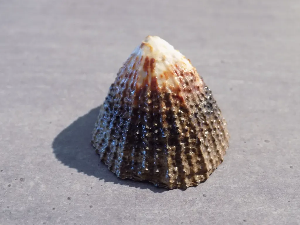 DSCN2984.webp