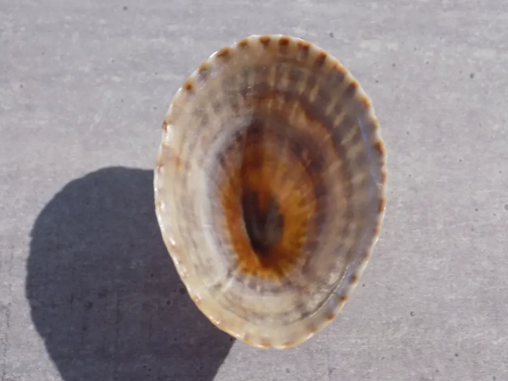 DSCN2986.webp