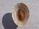 DSCN2986.webp