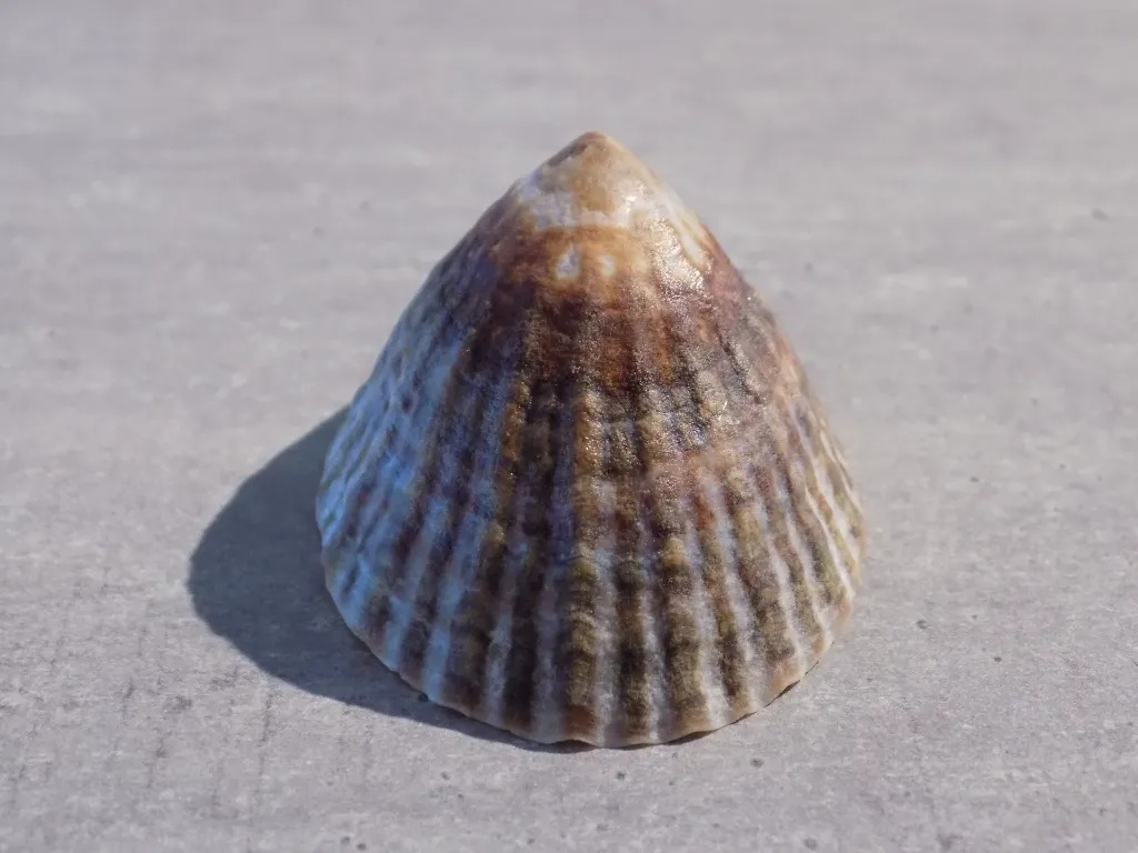 DSCN2987.webp