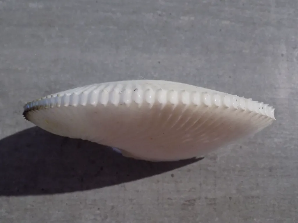 DSCN2966.webp