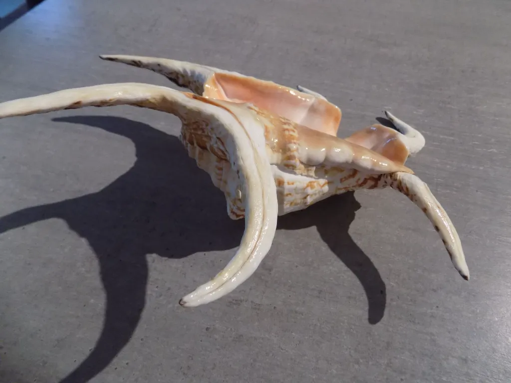 DSCN2943.webp