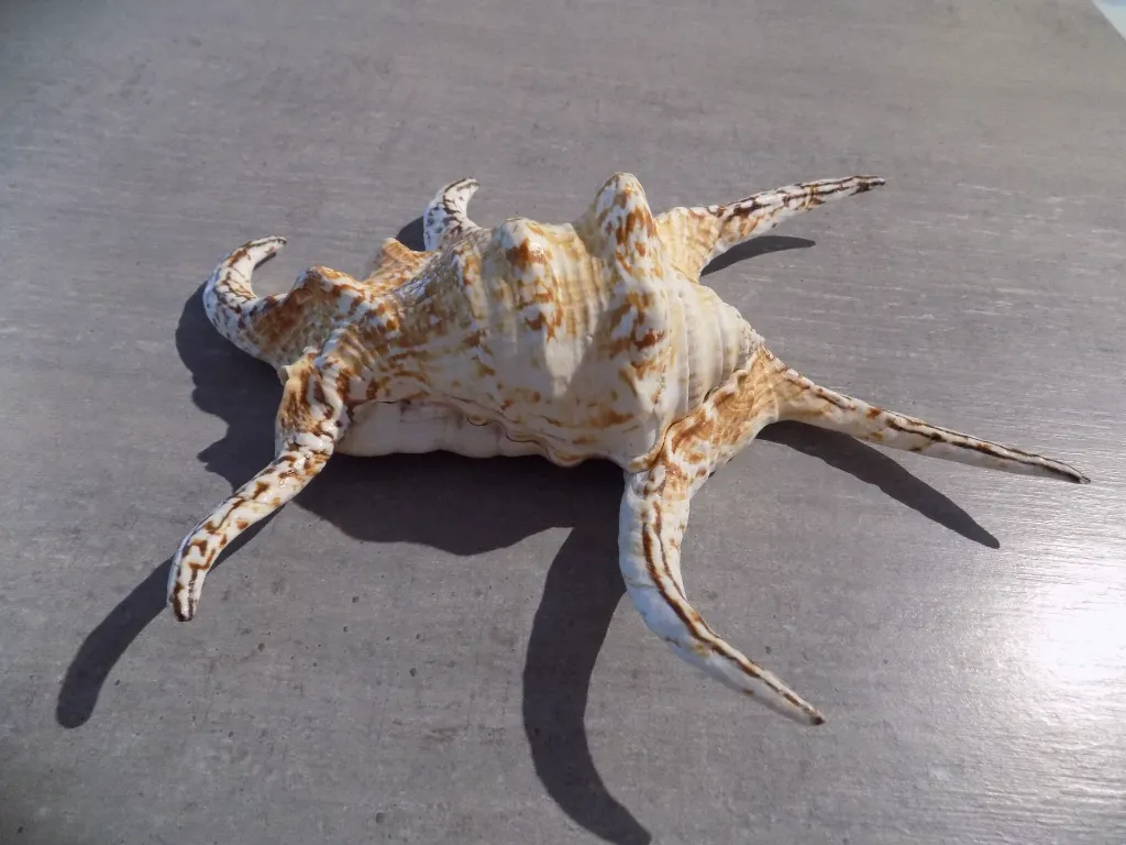 DSCN2946.webp