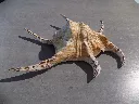 DSCN2947.webp