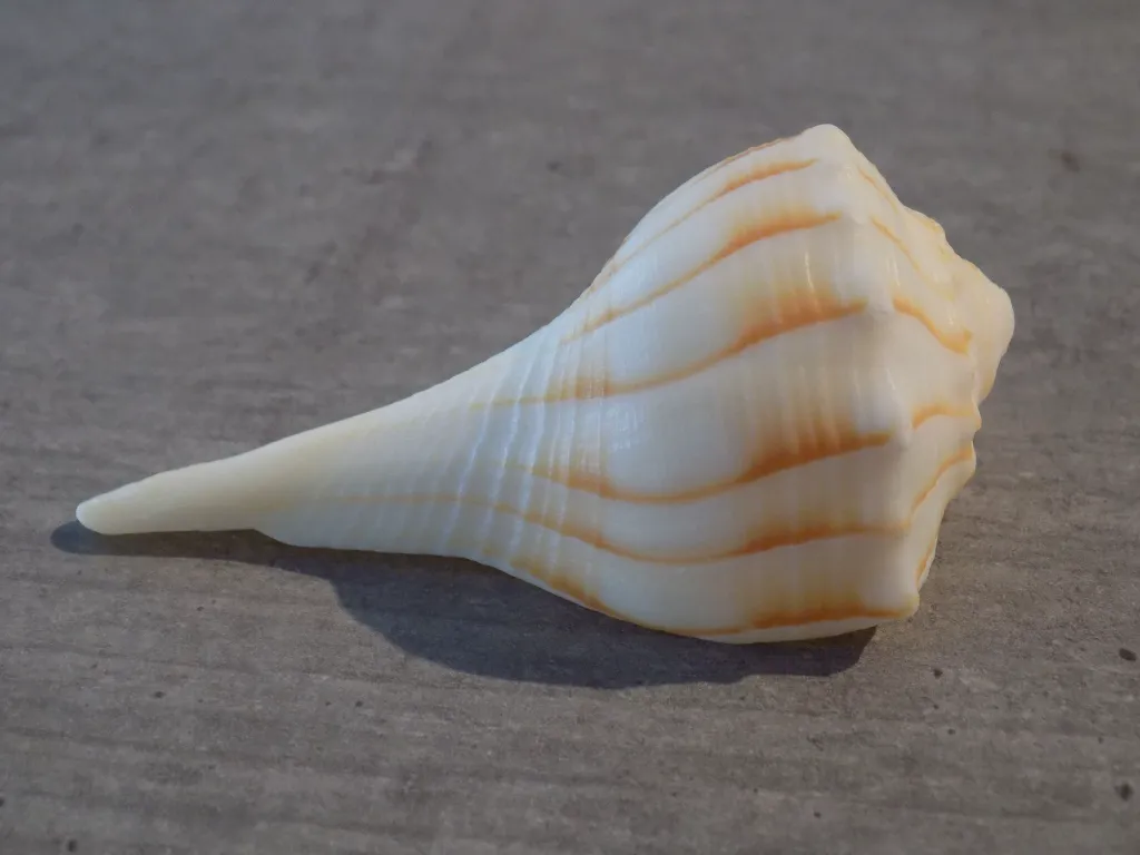 DSCN2990.webp