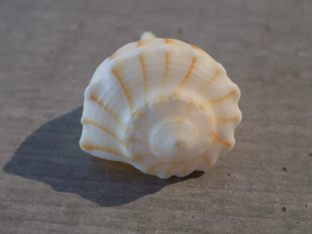 DSCN2991.webp