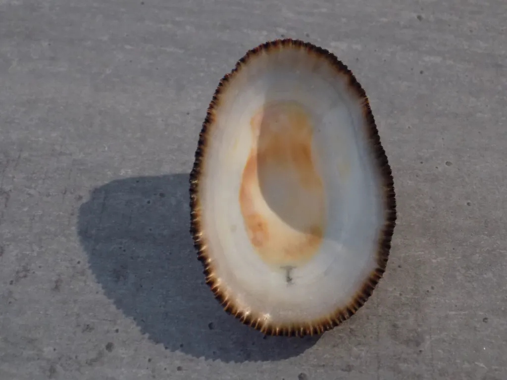 DSCN3010.webp