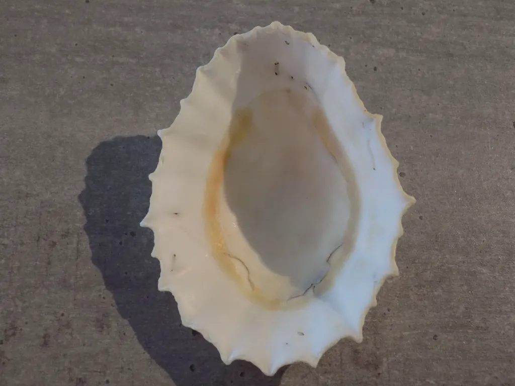 DSCN2995.webp