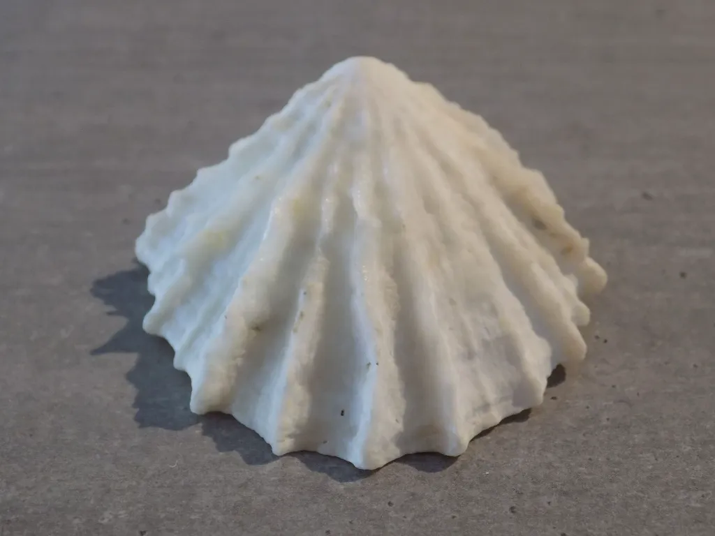 DSCN2996.webp