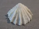 DSCN2996.webp