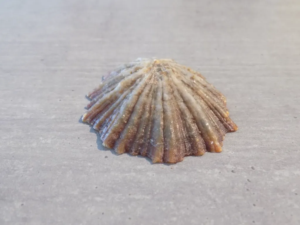 DSCN3000.webp