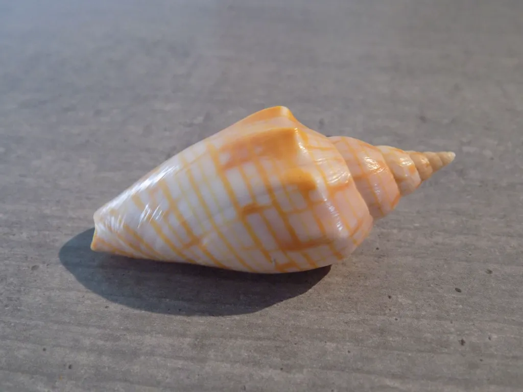 DSCN3031.webp