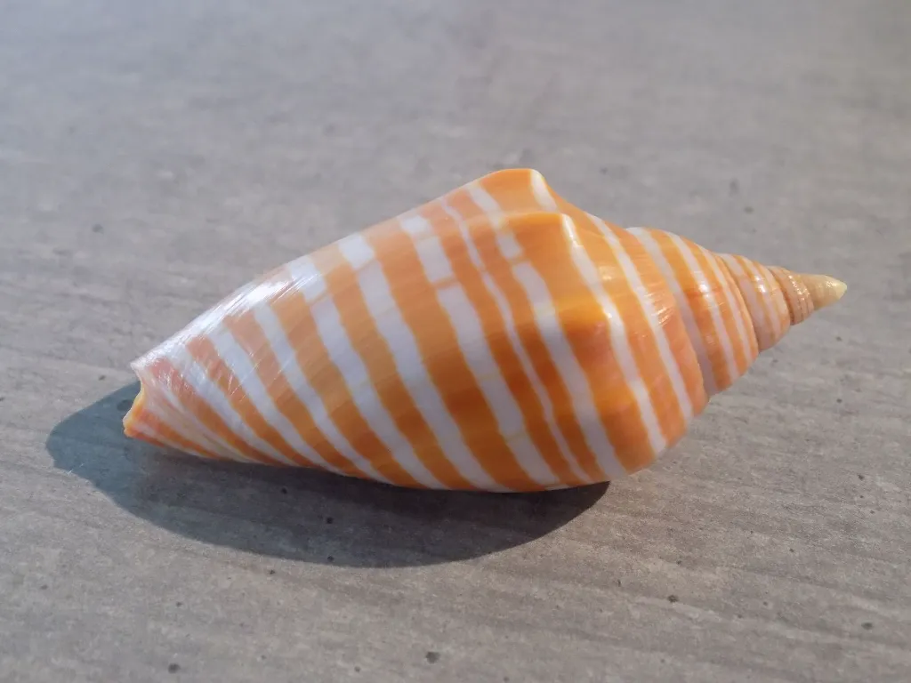 DSCN3037.webp