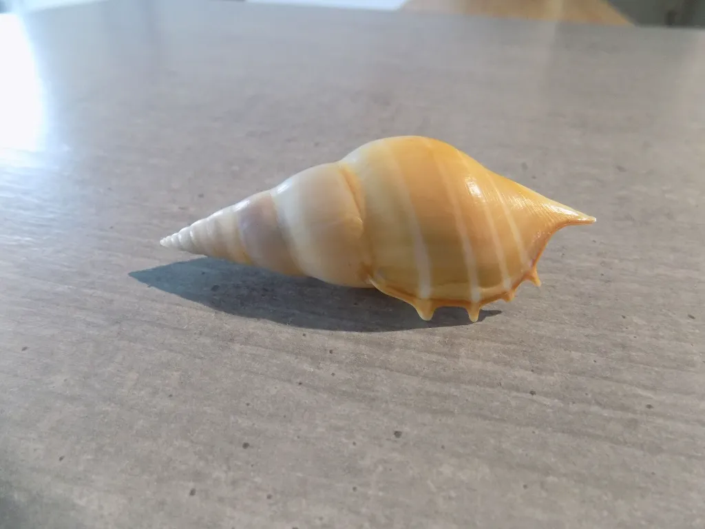 DSCN3055.webp