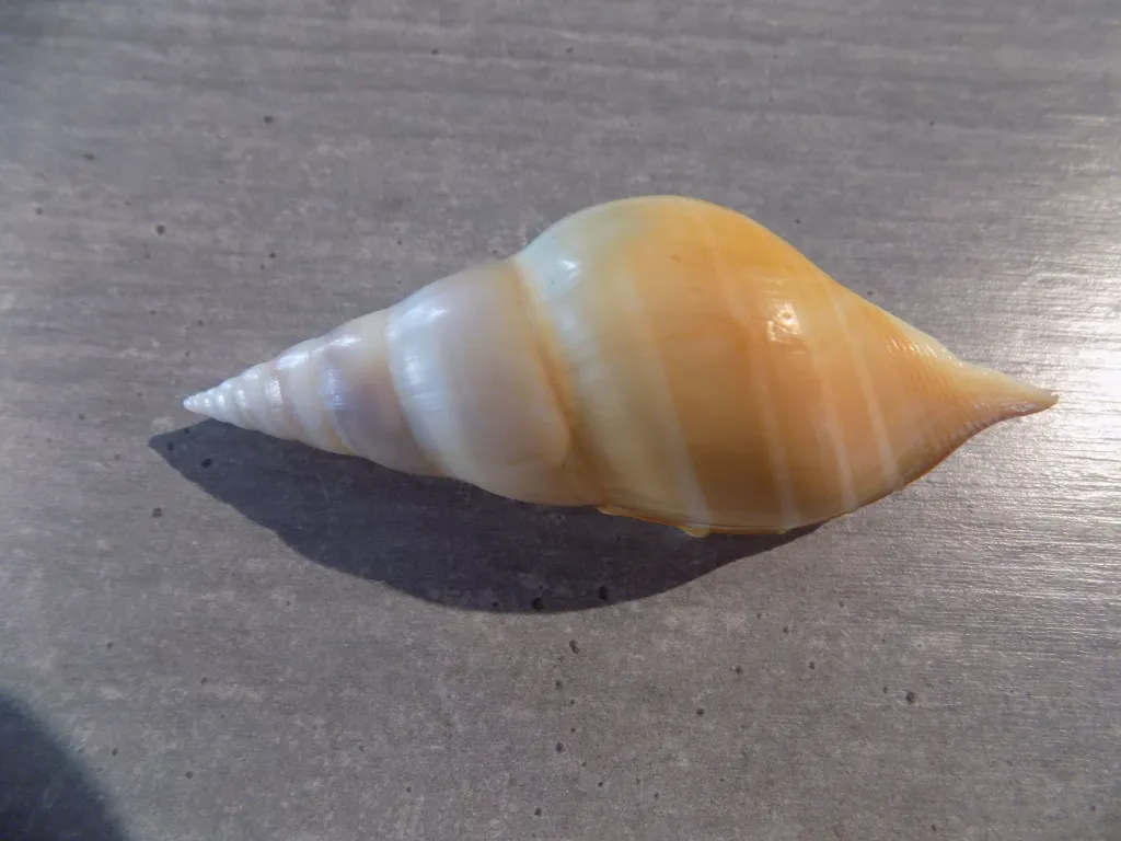 DSCN3059.webp