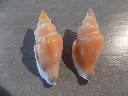 DSCN3062.webp