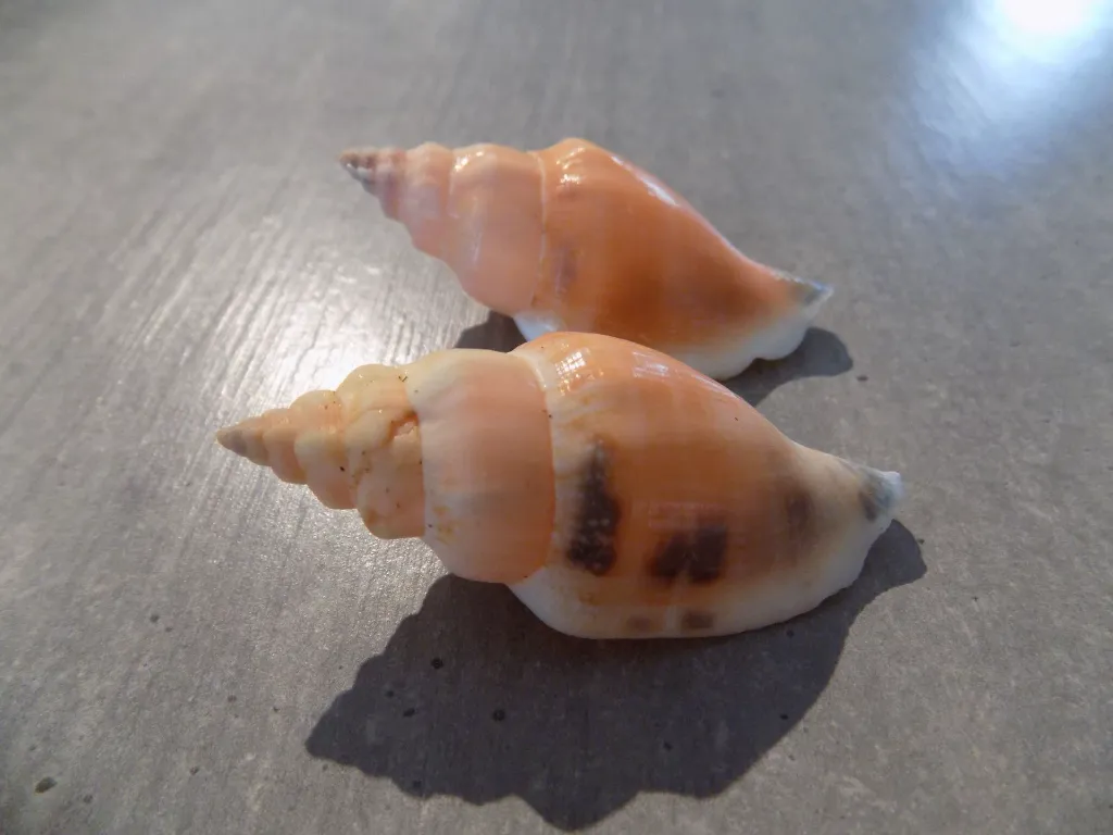 DSCN3063.webp
