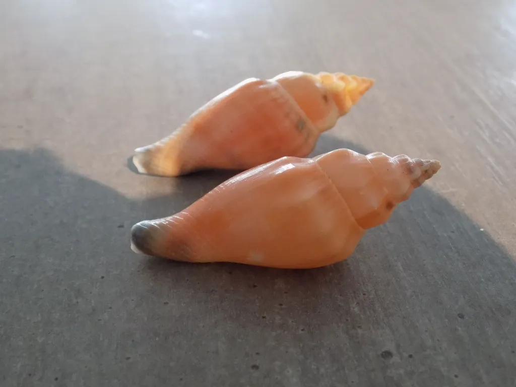 DSCN3064.webp