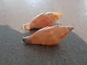 DSCN3064.webp