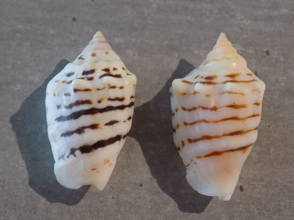 DSCN3070.webp