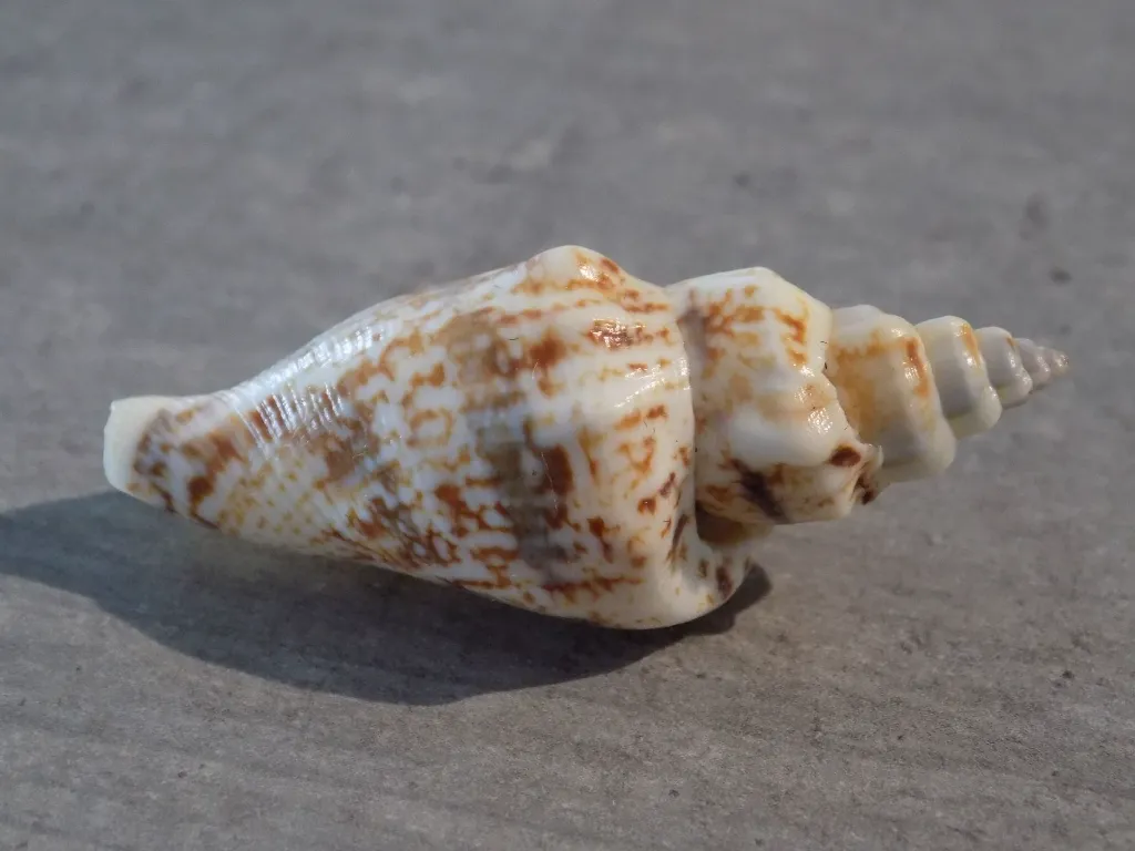 DSCN3073.webp