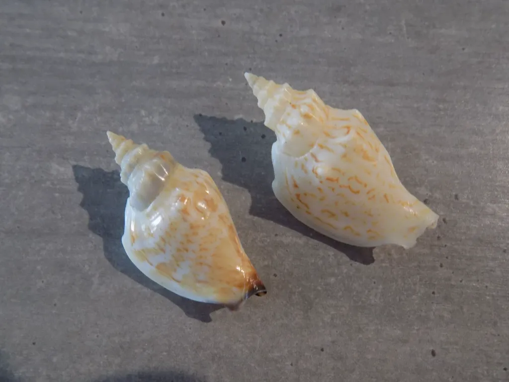 DSCN3084.webp