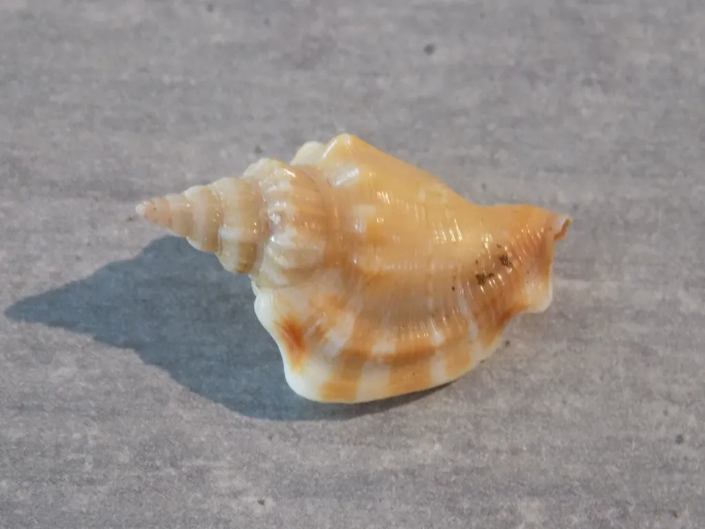DSCN3096.webp