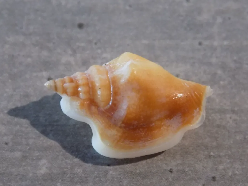 DSCN3101.webp