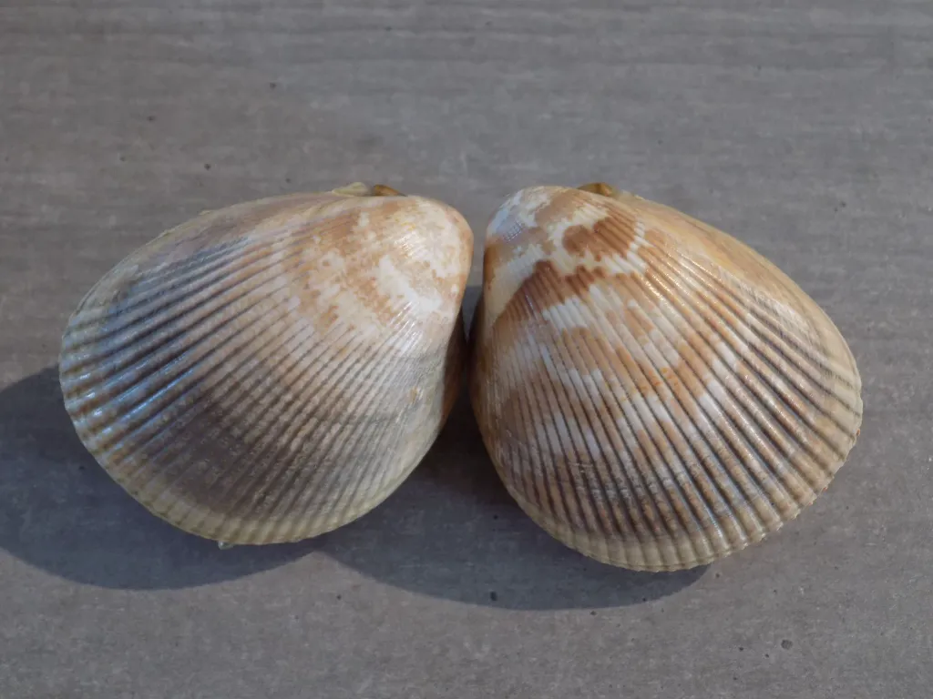 DSCN3105.webp