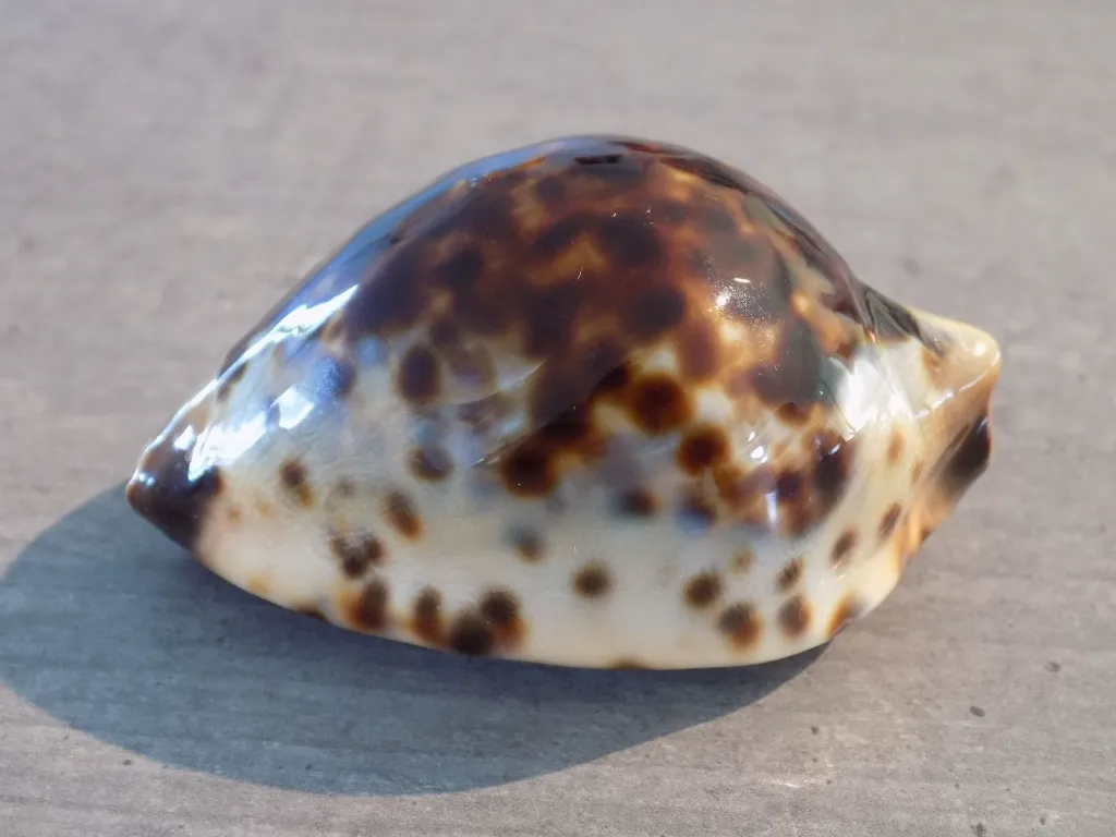 DSCN3133.webp