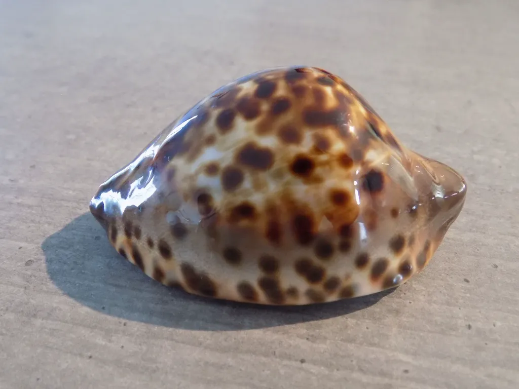DSCN3121.webp