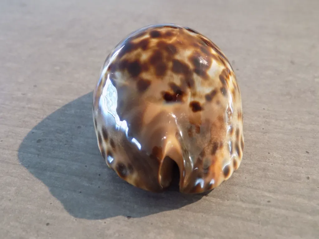 DSCN3124.webp
