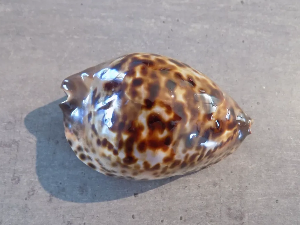 DSCN3127.webp