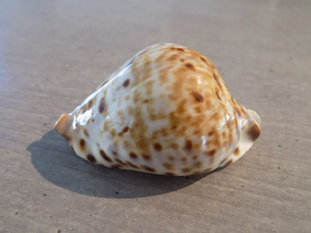 DSCN3139.webp