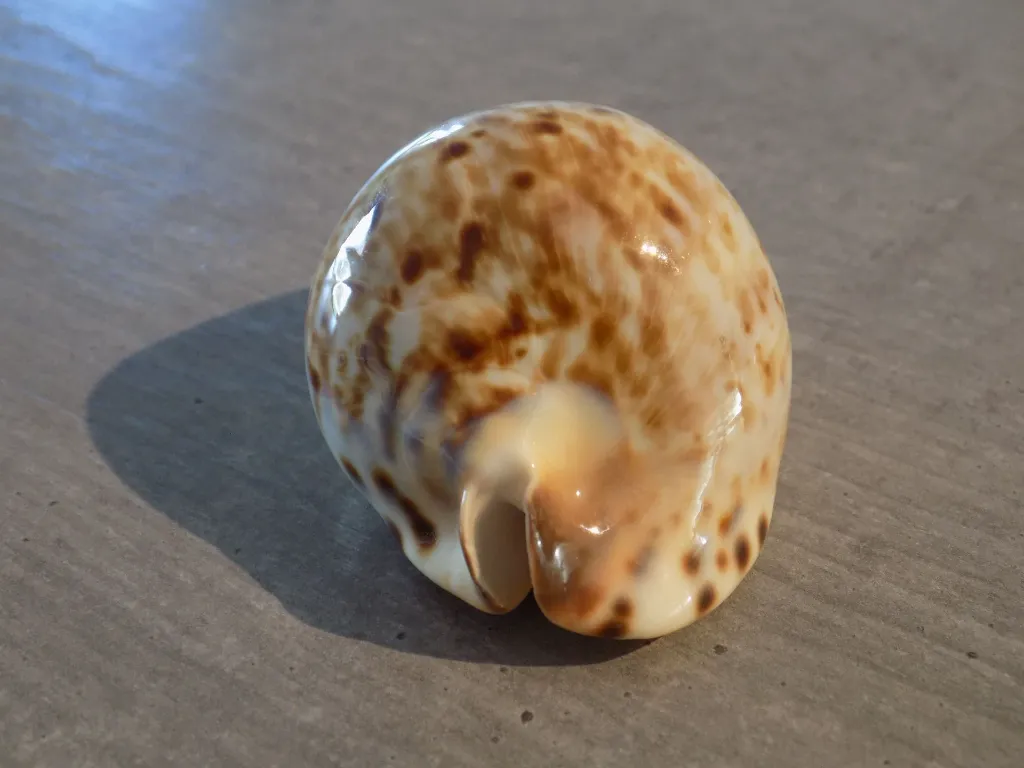 DSCN3145.webp