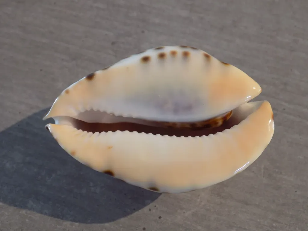 DSCN3146.webp