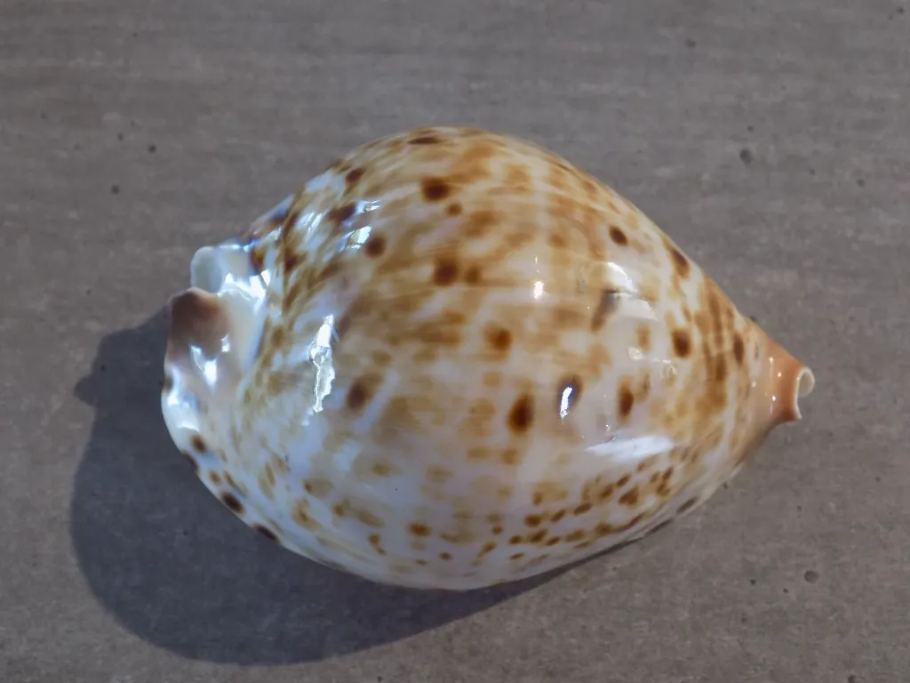 DSCN3147.webp
