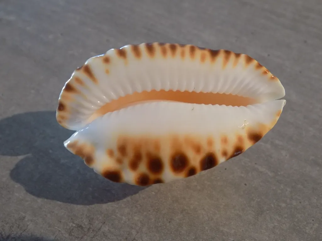 DSCN3152.webp