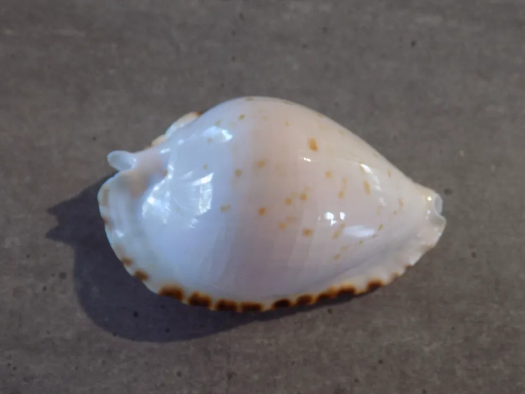 DSCN3153.webp