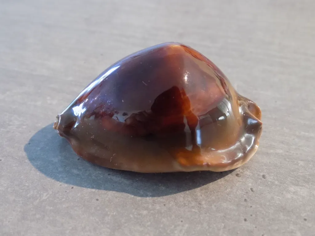 DSCN3163.webp