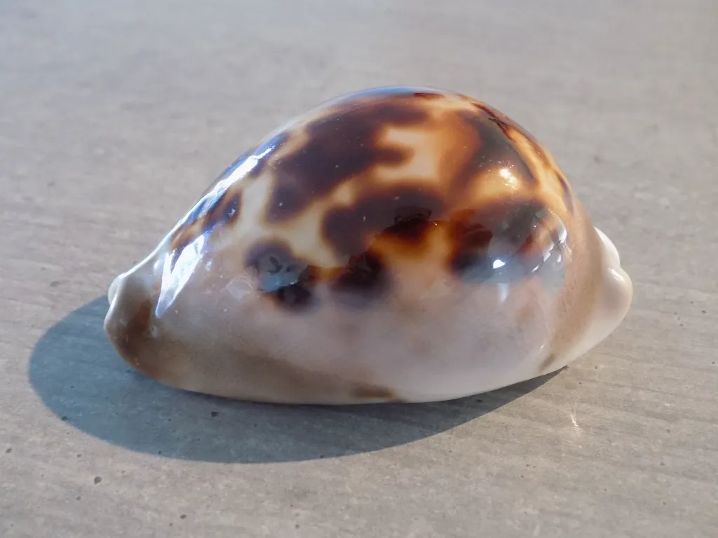 DSCN3170.webp