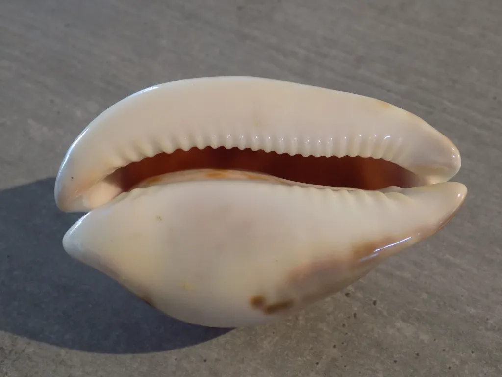 DSCN3173.webp