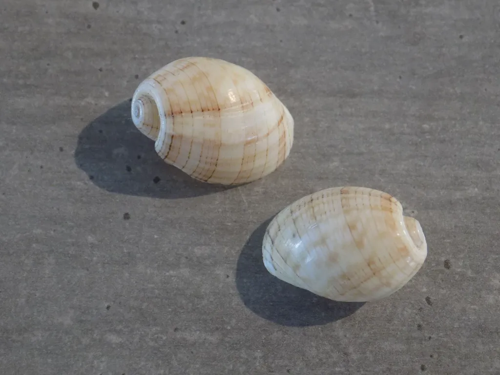DSCN3206.webp