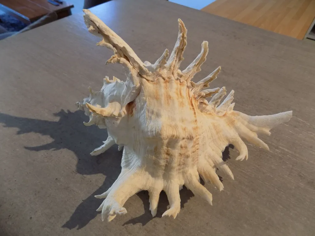 DSCN3211.webp
