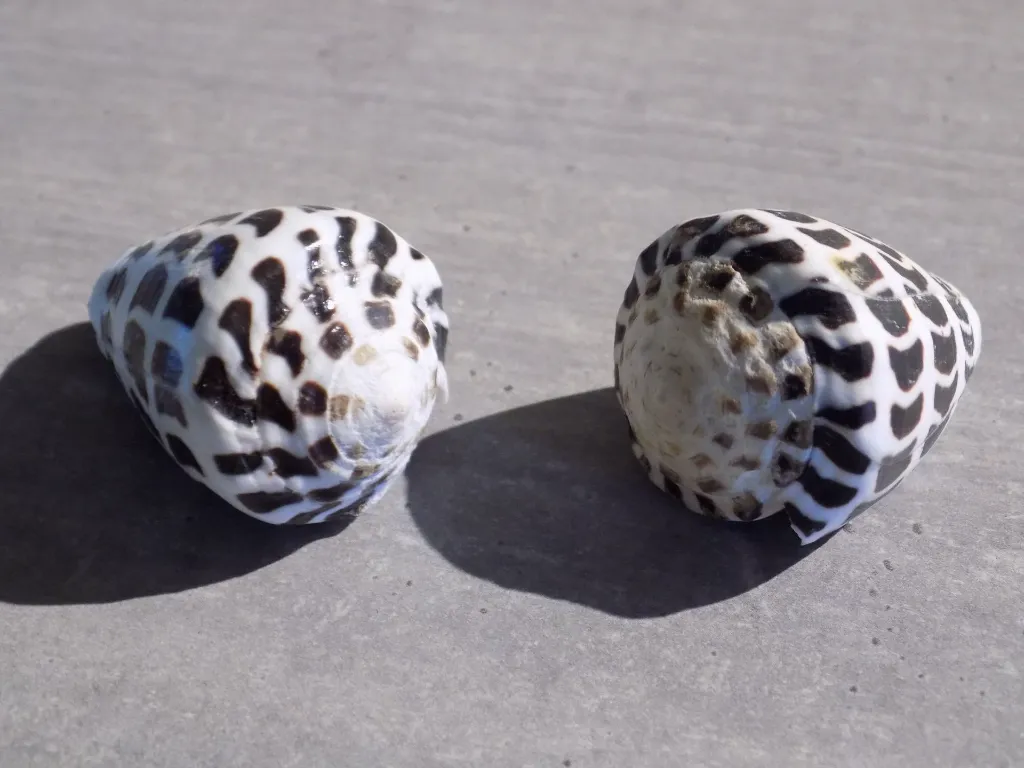 DSCN3230.webp