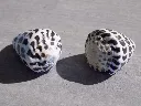DSCN3230.webp